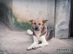 在两只狗遇到斗牛犬之后，他们可能只是倒在地