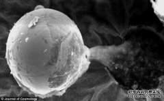 太空微生物不仅繁殖速度快，而且它们的伤害仍