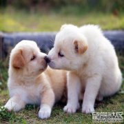 如果你在家里惹狗，最好被谴责吗？