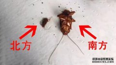 广西壮族自治区进口活菌66株，人感染后的反应为