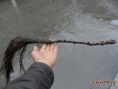 心理学：什么是最特殊的佛尘？请尝试更害怕你