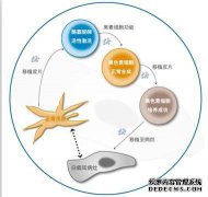 白癜风的病因，微量元素的流失就是其中之一。