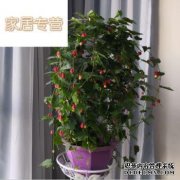 葡萄藤就够了，颜色很美，四季盛开，给你一片