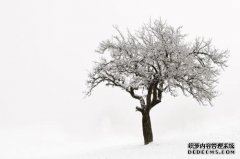这棵树有“面包”，这样的树可以支持三个家庭