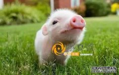 阴历的农历年是不好的，农历新年的四季是农历