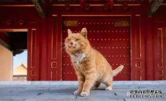 历史上长久的“猫皇”爱猫就像生活，部长的叹
