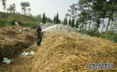 如何处理稻草适合养牛