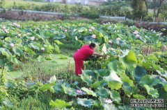 如果莲花用完了，我可以将其浸泡在水中吗？有
