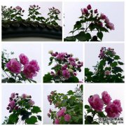 为什么成都的芙蓉花盛开？