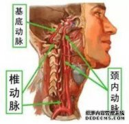 什么对颈椎动脉有好处？