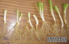 你吃过韭菜吗？