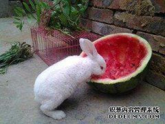 为什么兔子喜欢钻洞？