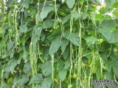 Ponkotsu和芸豆有什么区别？