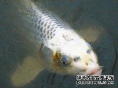 ko死后，眼睛上有一层克制。