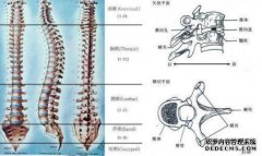 什么是脊柱痛？脊柱疼痛，尤其是...
