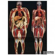 [四种清除内脏脂肪的方法]1。完成练习...