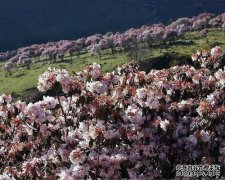 它距普格县的海吉牧场仅数英里。