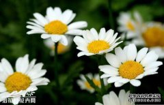 “木制洋甘菊”木制洋甘菊