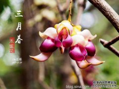 如何种植盆栽的麻雀花