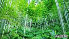 [豆芽从墙上出来]