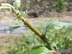 什么是苹果黄和？