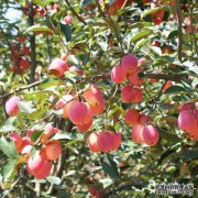 [宁夏夏季苹果幼苗价格]