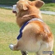 你打过电话吗你真的喜欢吗