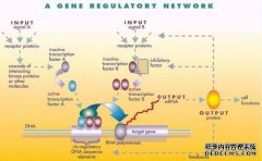 OR值与RR值之间的差异以及与生物信息学公共图书