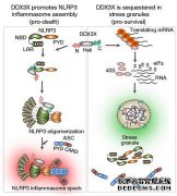 IL-1β和IL-8在非小细胞肺癌中的病理及临床意义