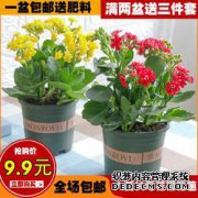你知道谁长寿菊花吗？