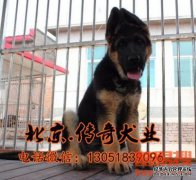 德国牧羊犬幼犬多少钱？